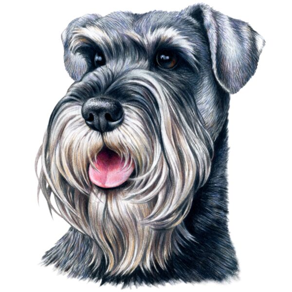 Schnauzer Thumbnail