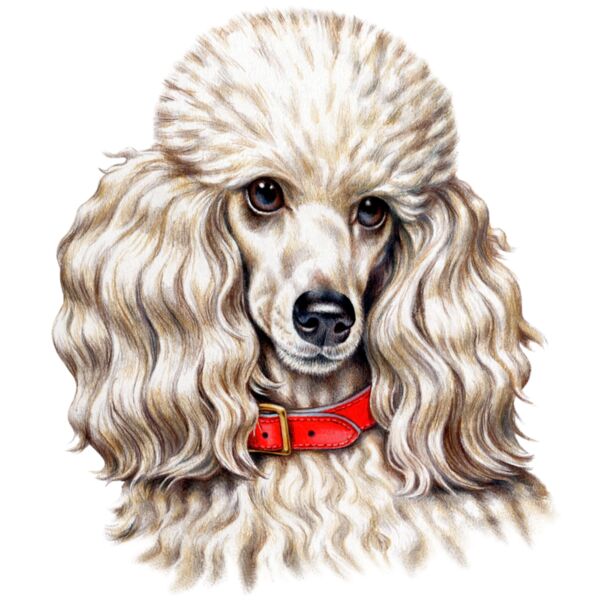 Toy Poodle Thumbnail