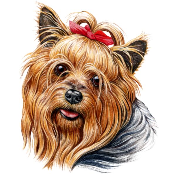 Yorkie Thumbnail