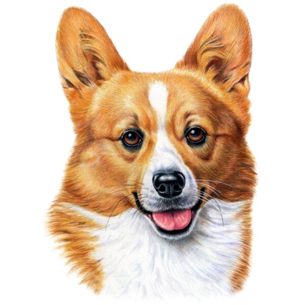 Welsh Corgi Thumbnail