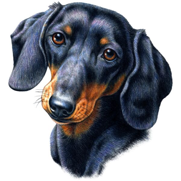 Dachshund Thumbnail