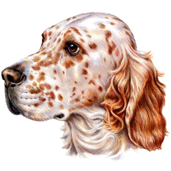 English Setter Thumbnail