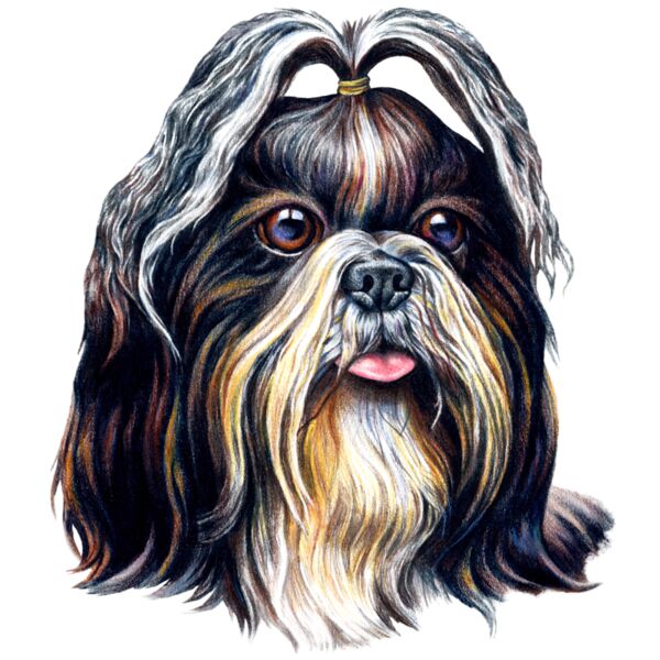 Shih Tzu Thumbnail