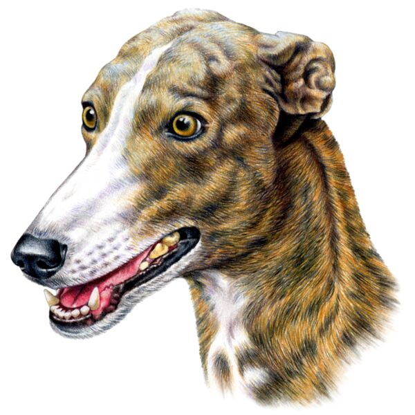 Greyhound Thumbnail