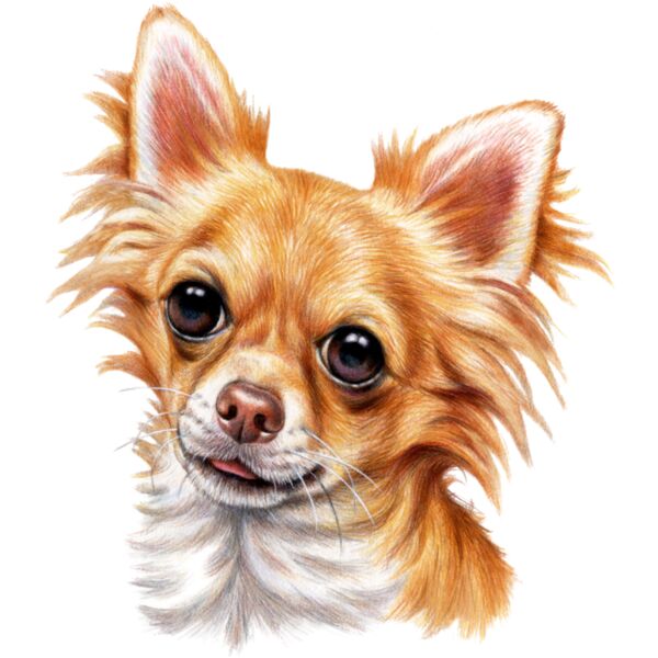 Long Haired Chihuahua Thumbnail