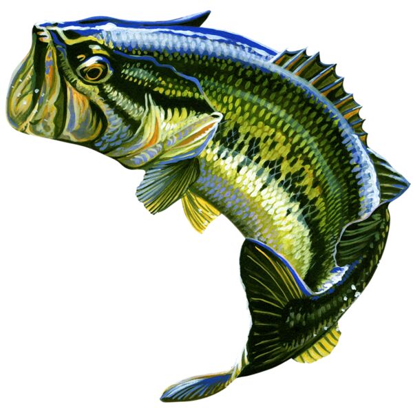 Bass Jumping Design Thumbnail